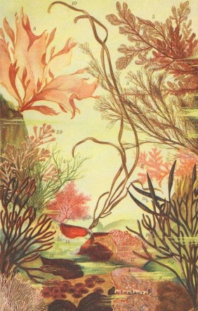 c79abfb767783d6291f4241eb6cc9664--seaweed-moisturizer